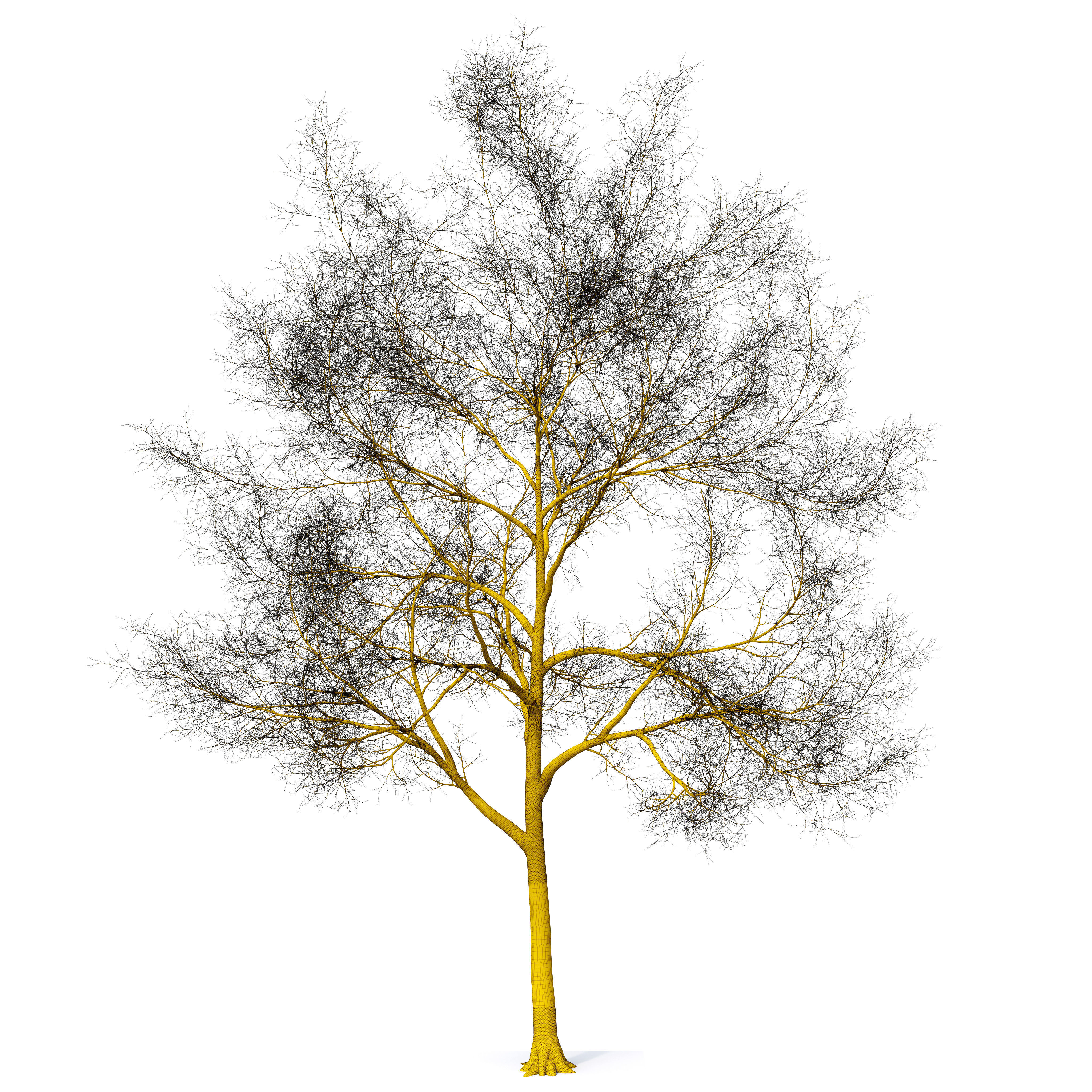 Tree without leaves 3D model_6