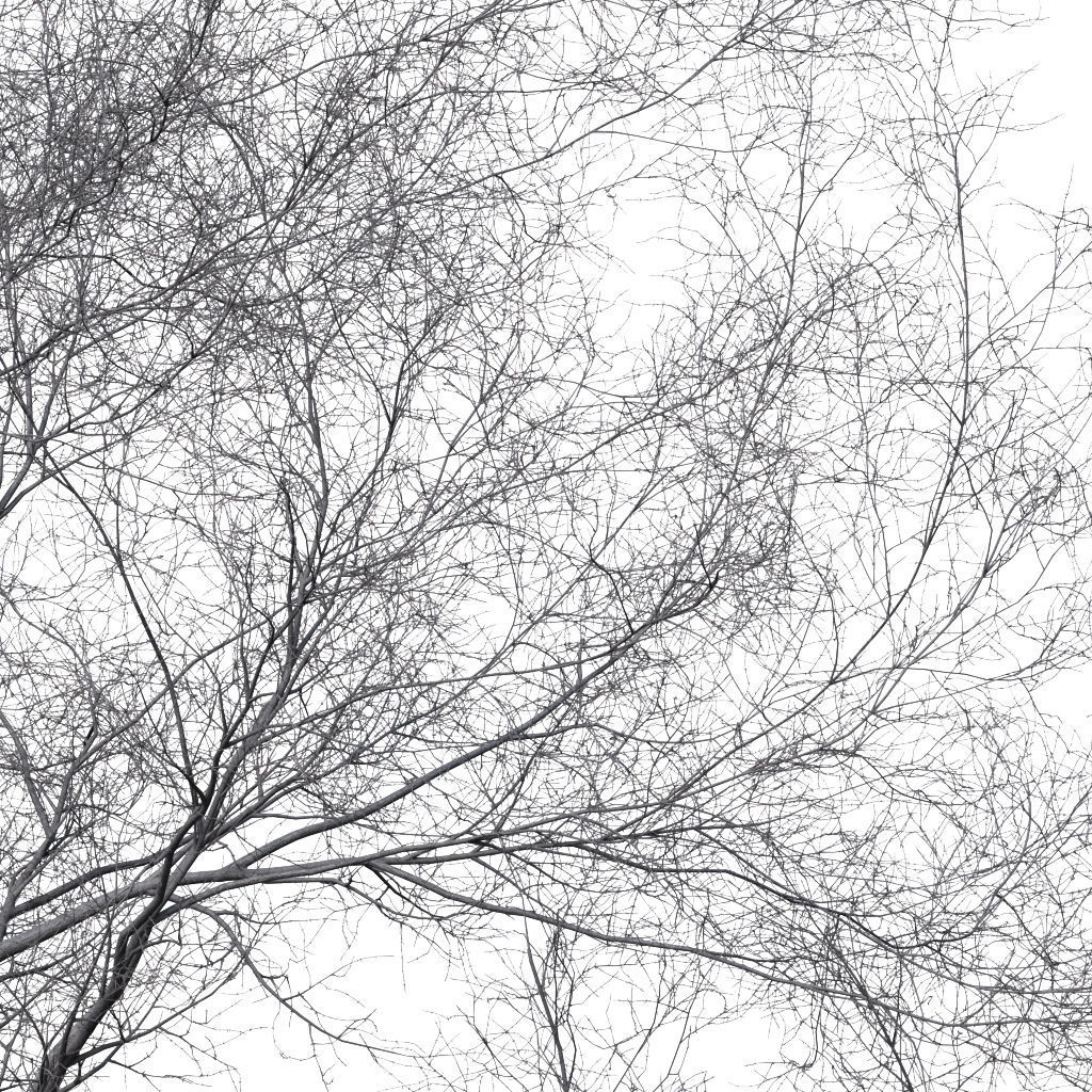 Tree without leaves 3D model_3
