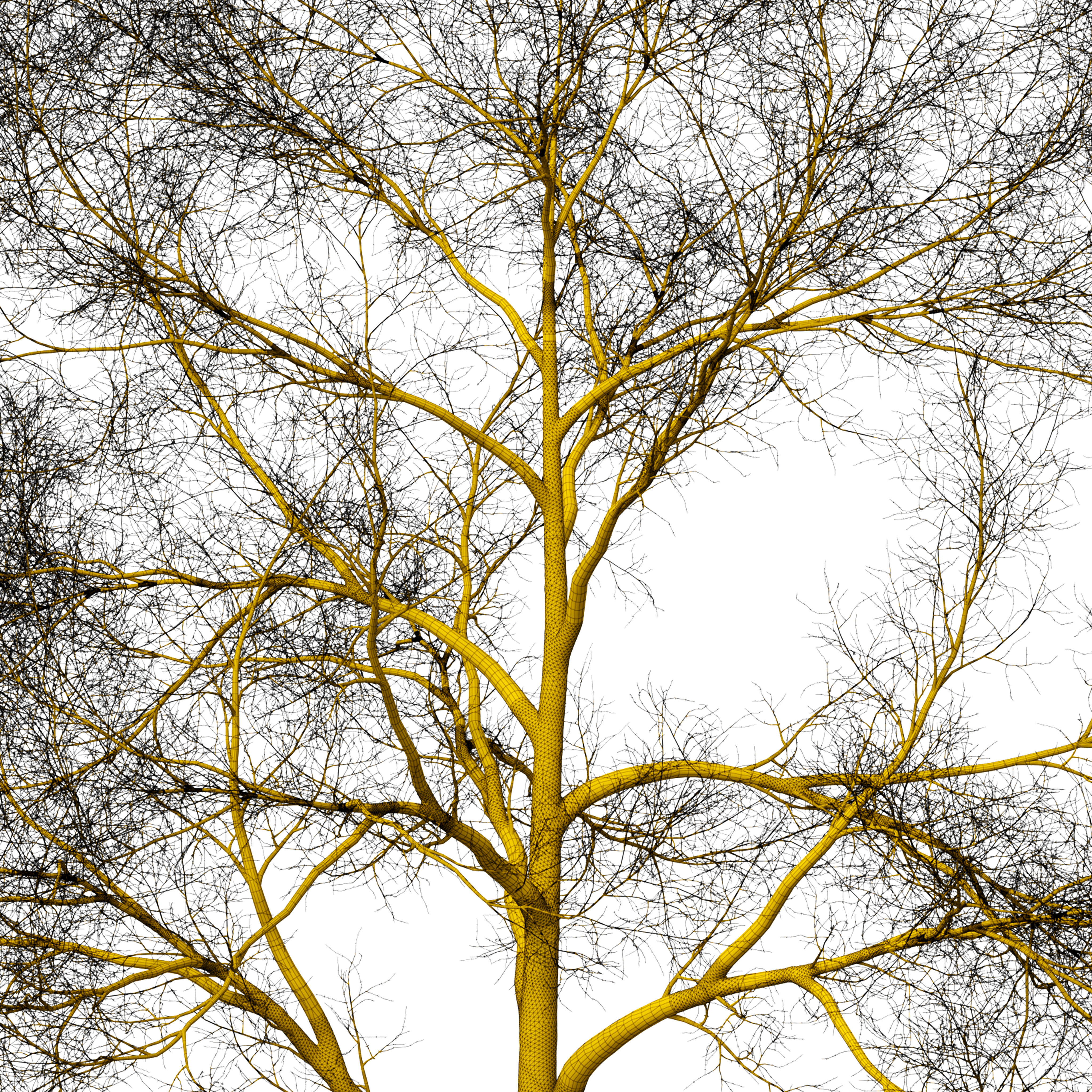 Tree without leaves 3D model_8
