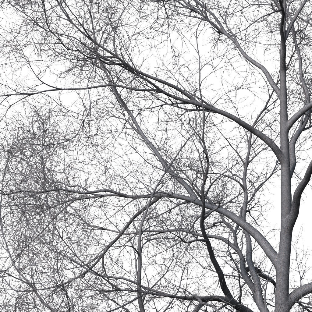 Tree without leaves 3D model_2