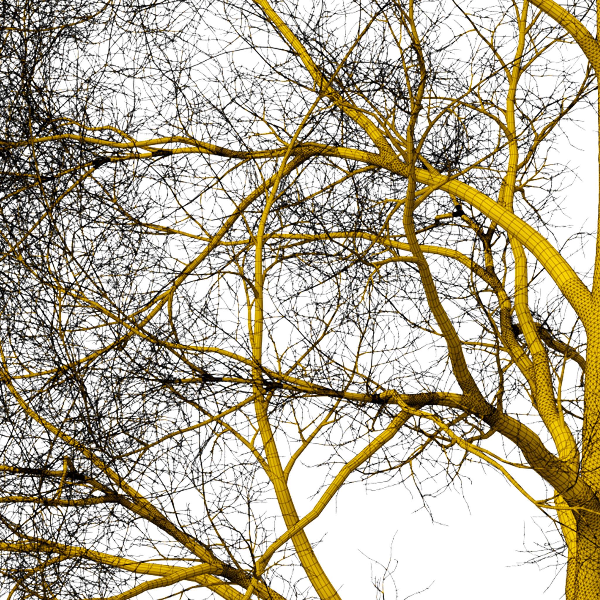 Tree without leaves 3D model_7