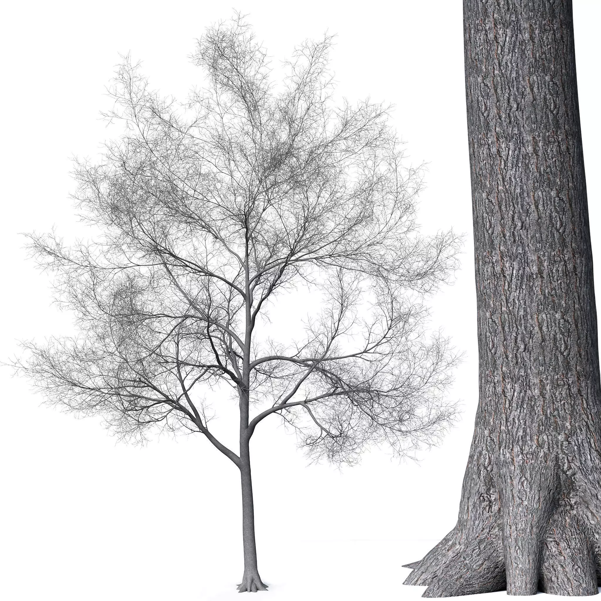 Tree without leaves 3D model_0