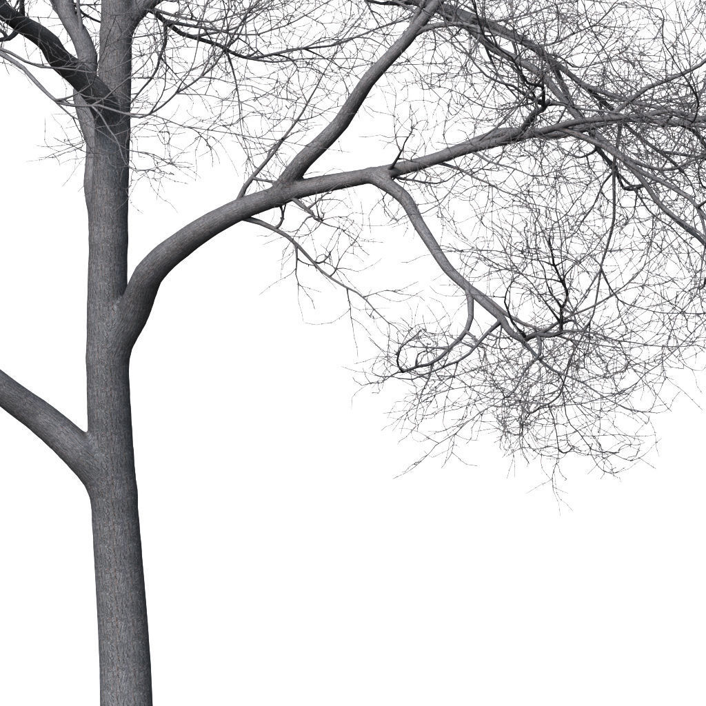 Tree without leaves 3D model_4
