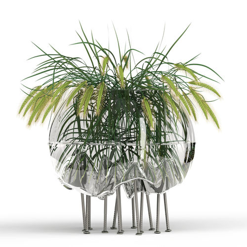 Pennisetum Green 3D model