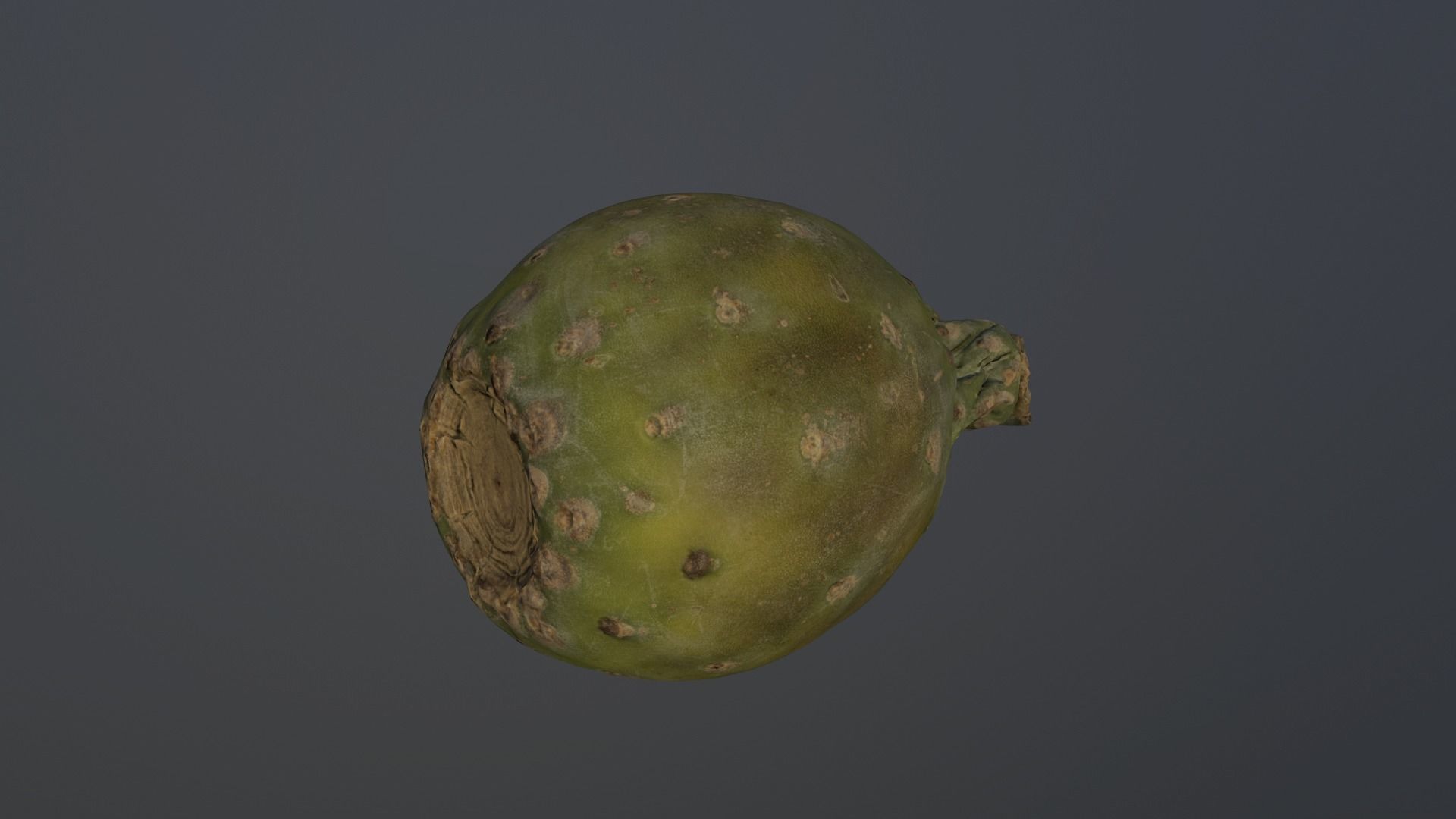 Opuntia ficus-indica - Indian Fig Low-poly 3D model_8