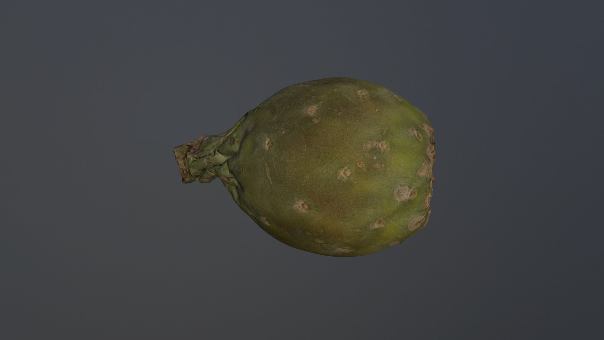 Opuntia ficus-indica - Indian Fig Low-poly 3D model_7