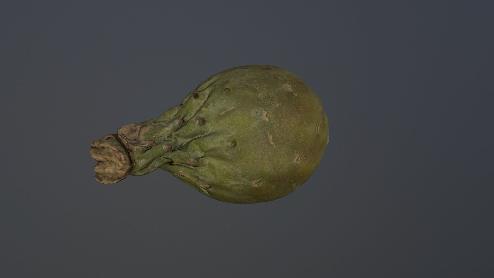 Opuntia ficus-indica - Indian Fig Low-poly 3D model_1