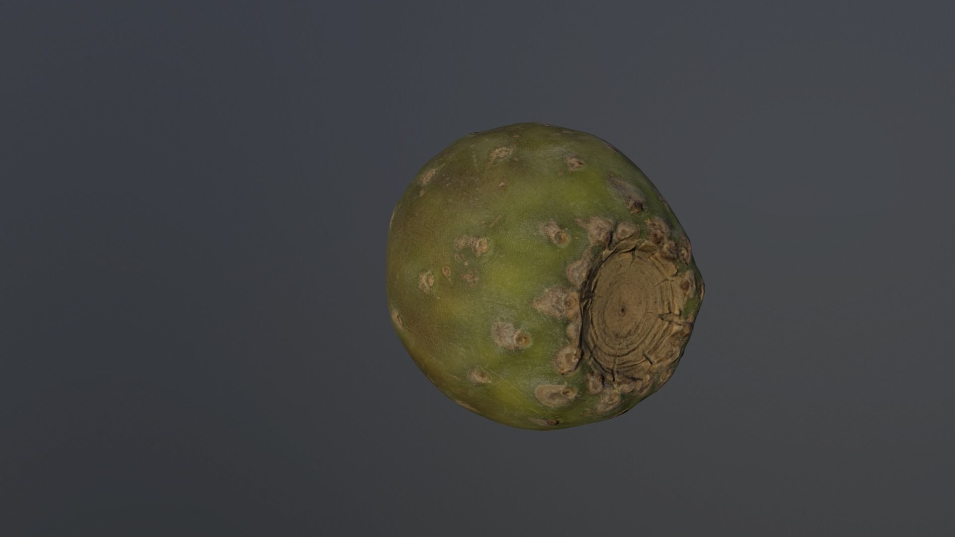 Opuntia ficus-indica - Indian Fig Low-poly 3D model_9