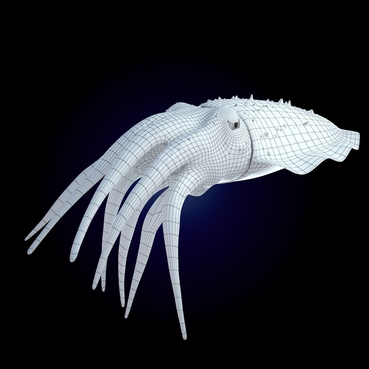 Cuttlefish Rigged Animated 3D model_18