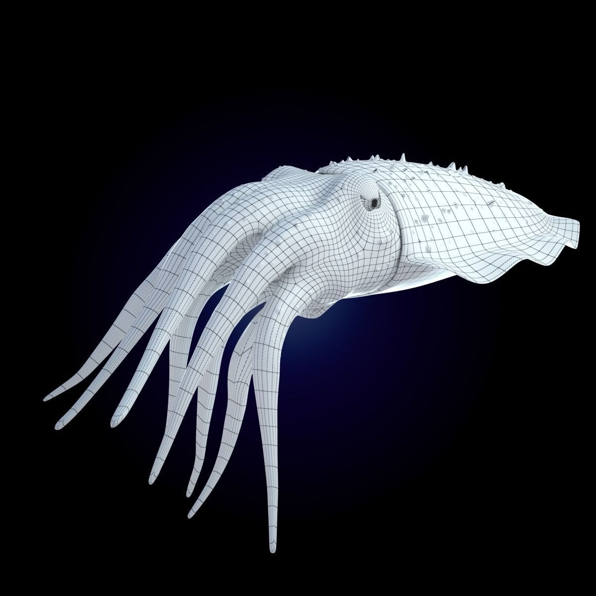 Cuttlefish Rigged Animated 3D model_21