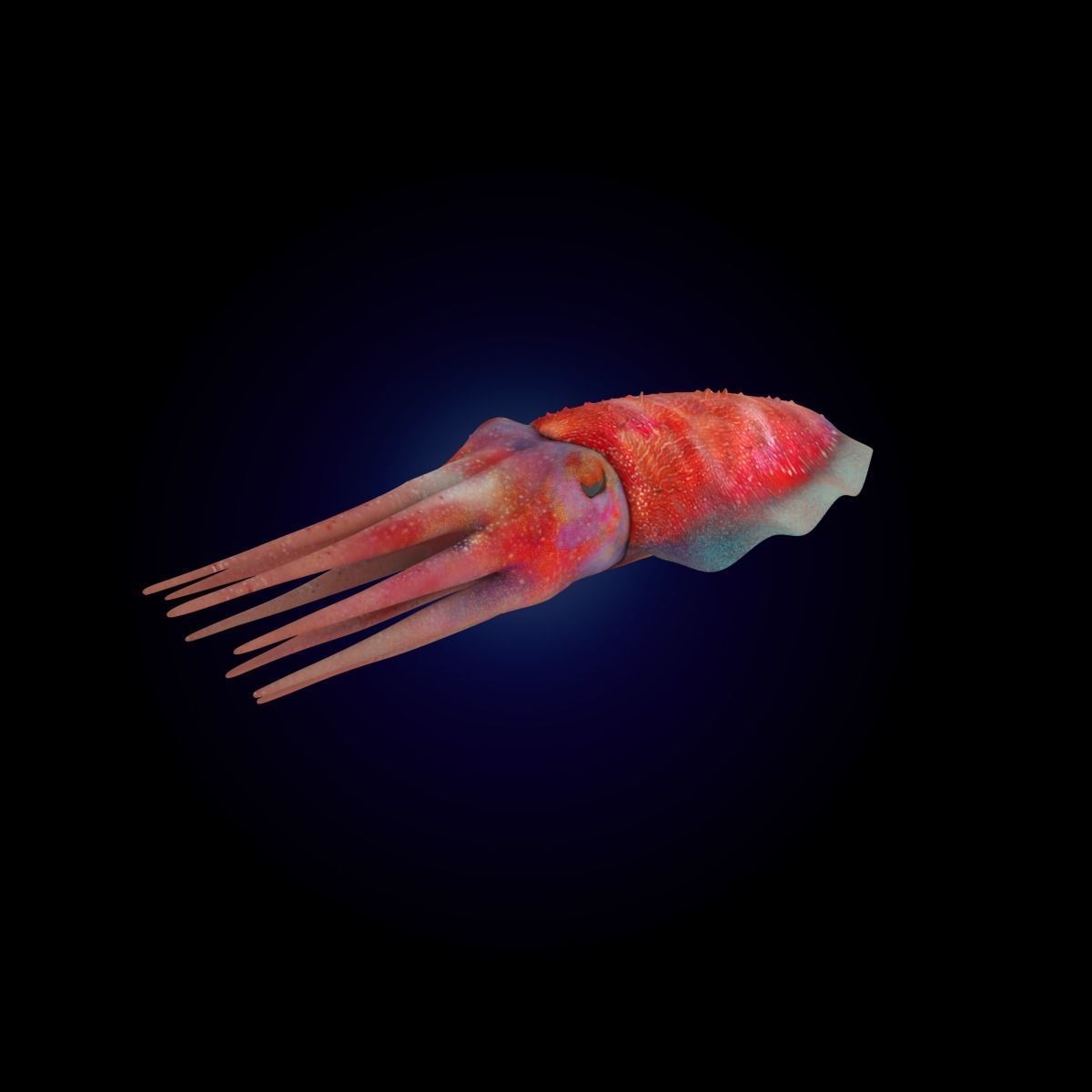 Cuttlefish Rigged Animated 3D model_2