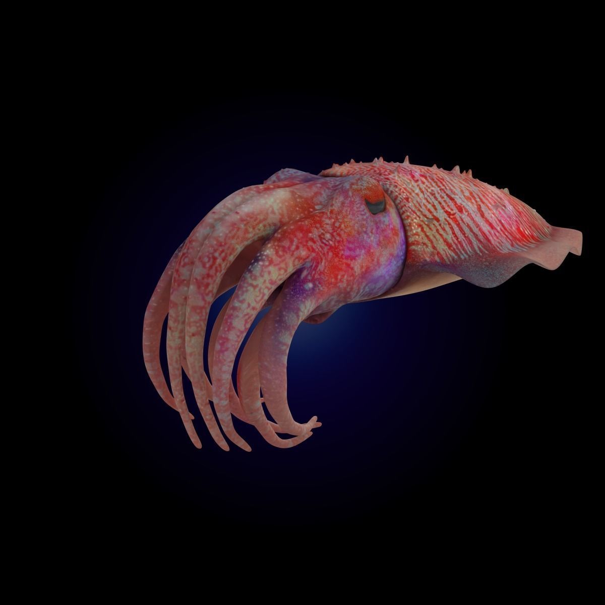 Cuttlefish Rigged Animated 3D model_9
