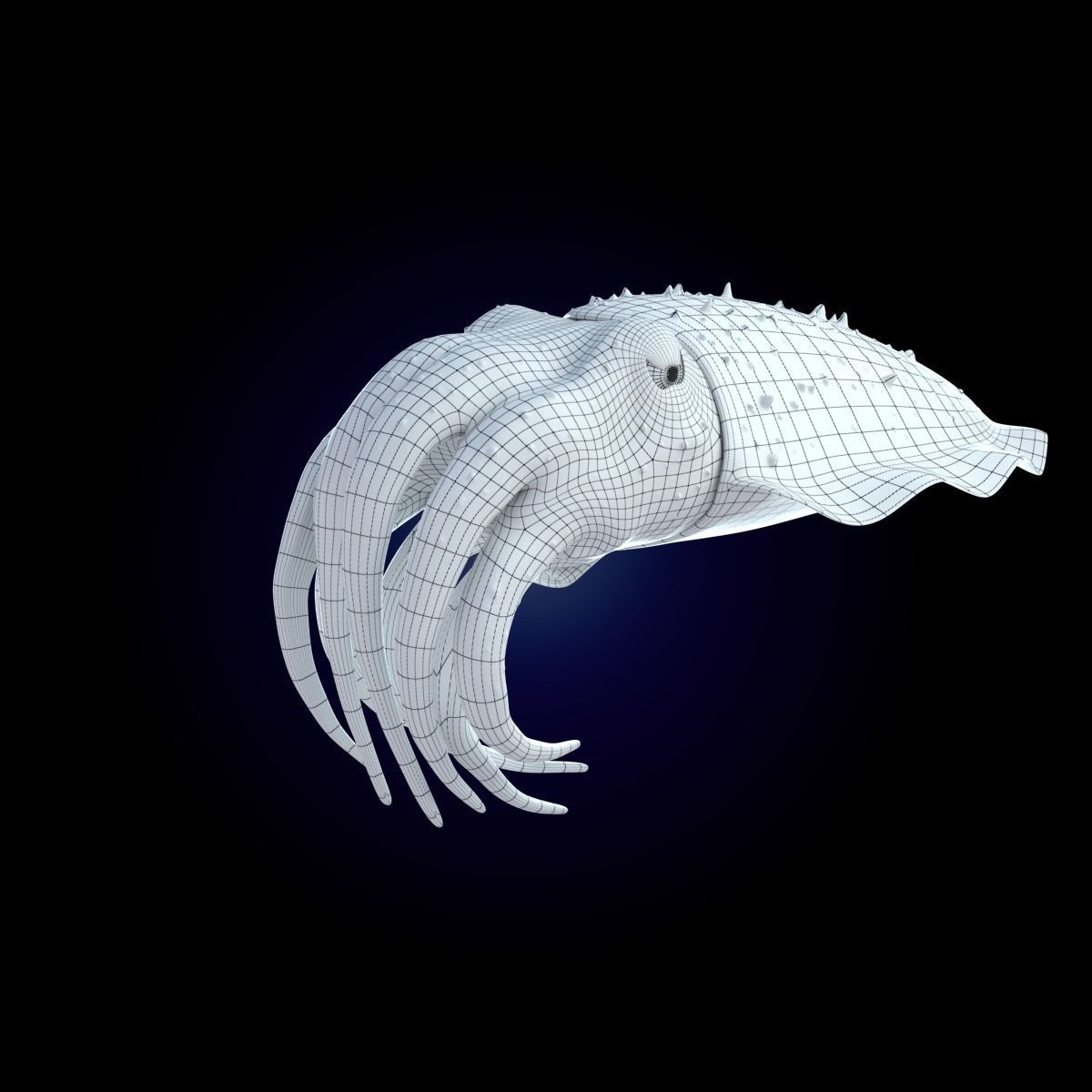 Cuttlefish Rigged Animated 3D model_17