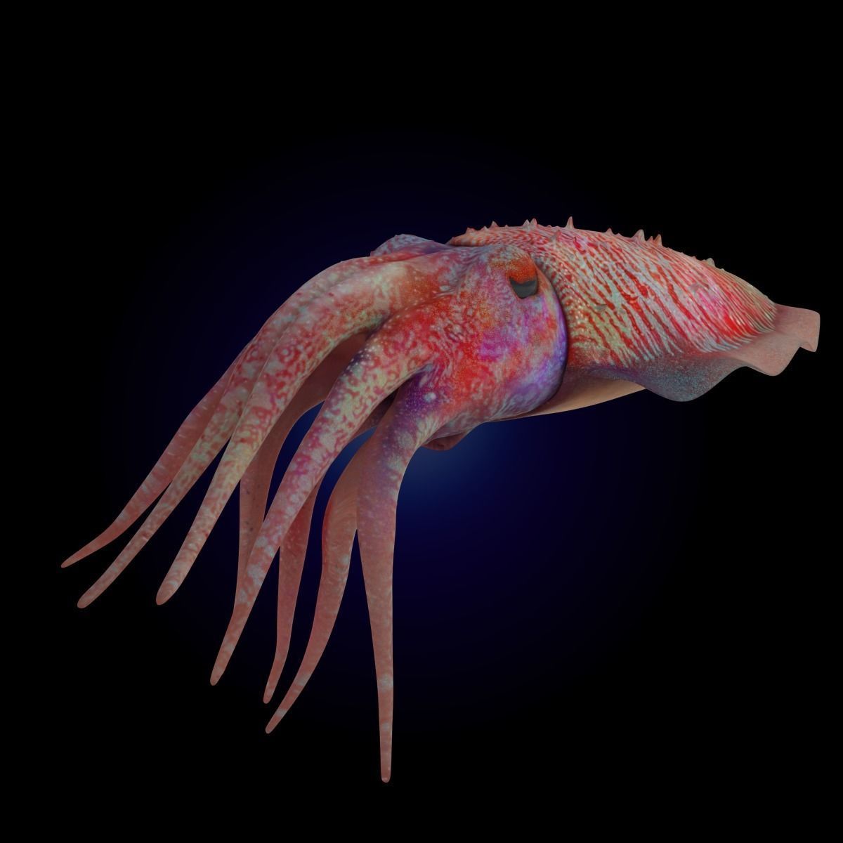 Cuttlefish Rigged Animated 3D model_8