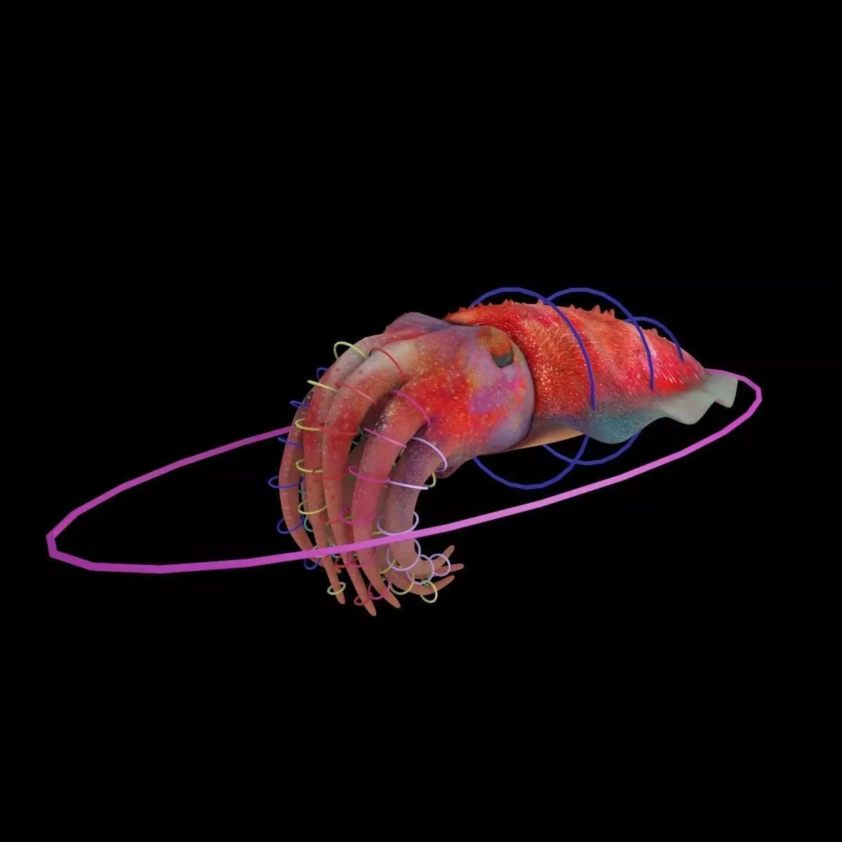 Cuttlefish Rigged Animated 3D model_0