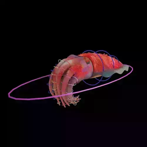 Cuttlefish Rigged Animated 3D model