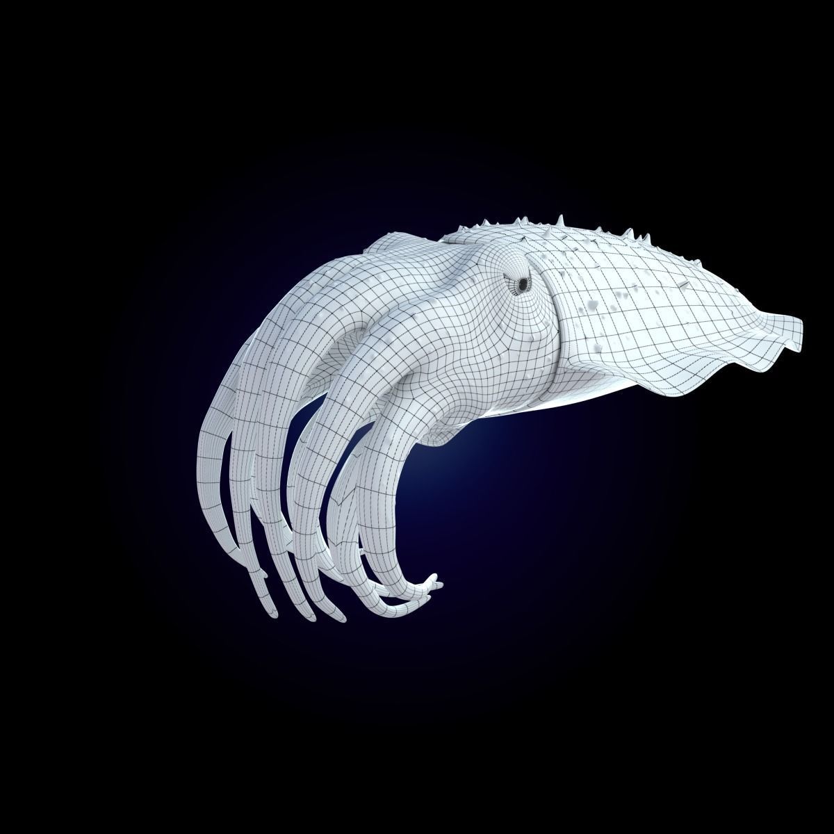 Cuttlefish Rigged Animated 3D model_20