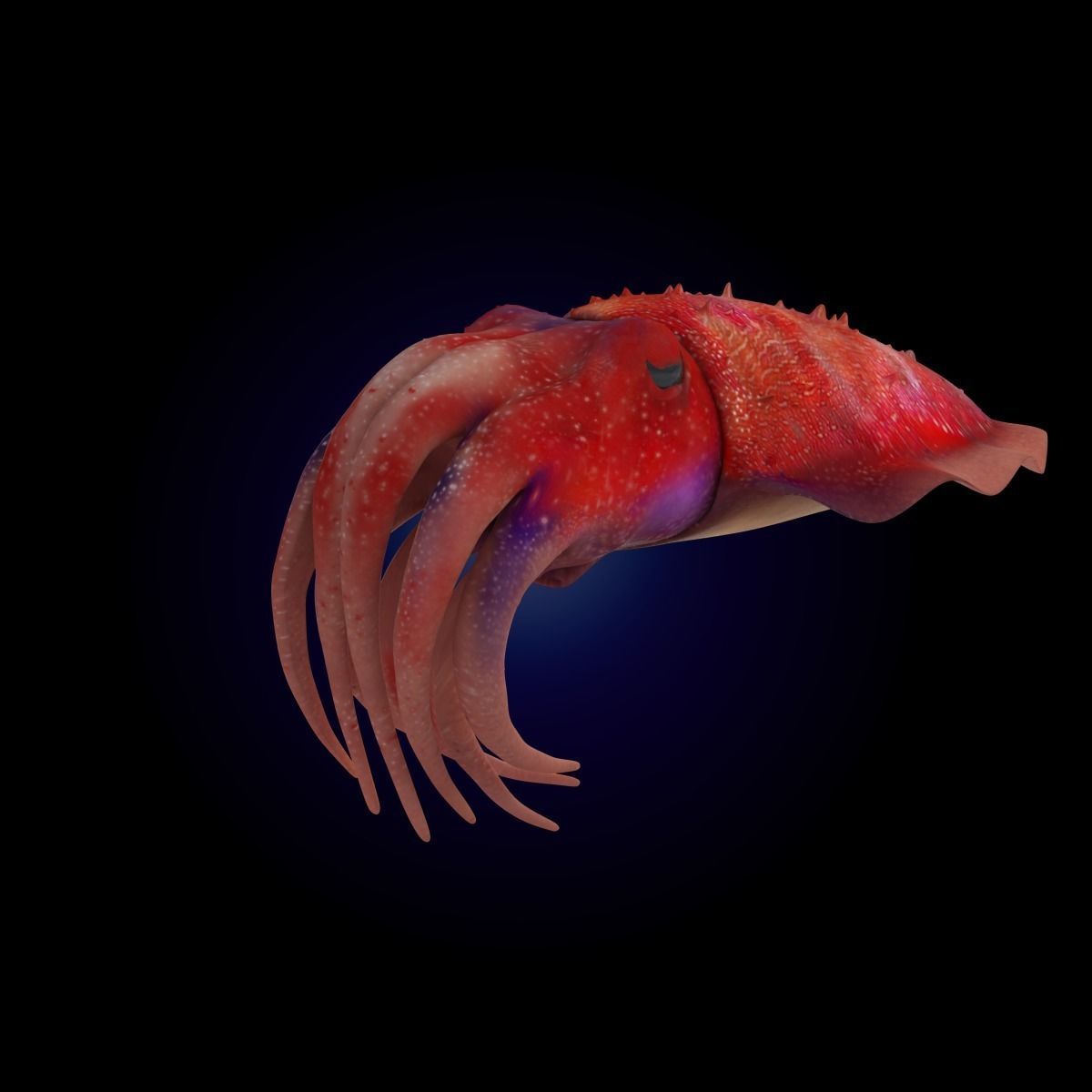 Cuttlefish Rigged Animated 3D model_10
