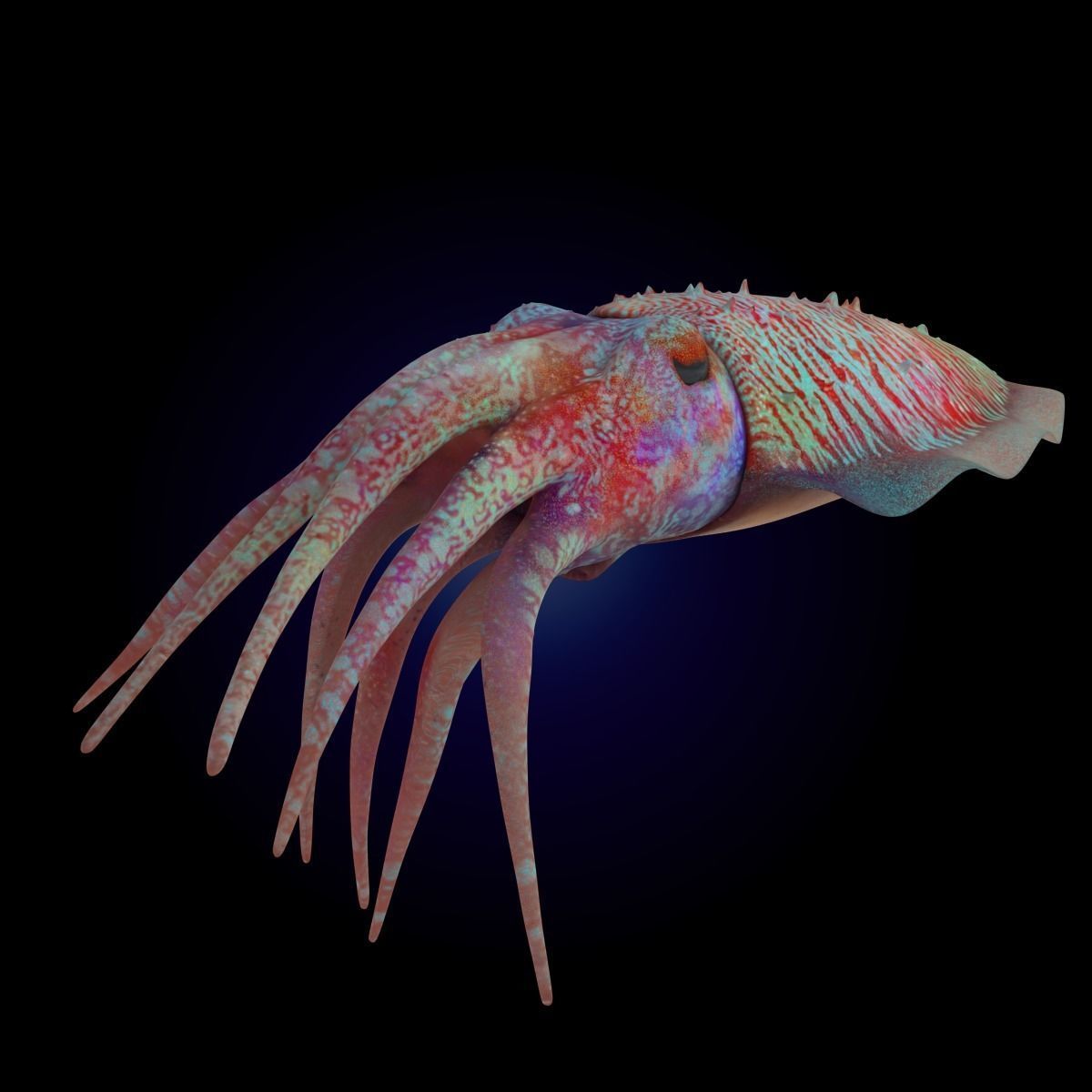 Cuttlefish Rigged Animated 3D model_11
