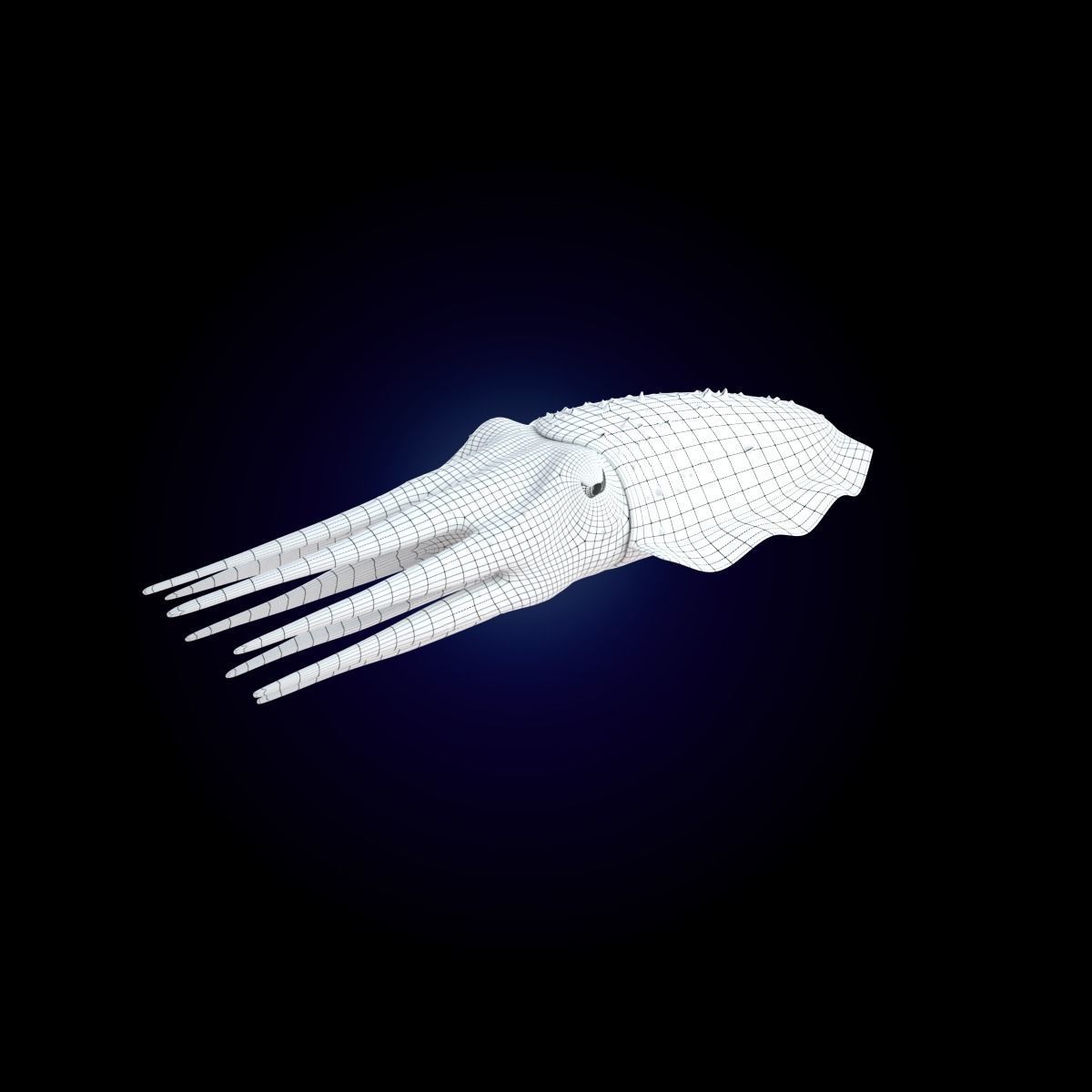 Cuttlefish Rigged Animated 3D model_12