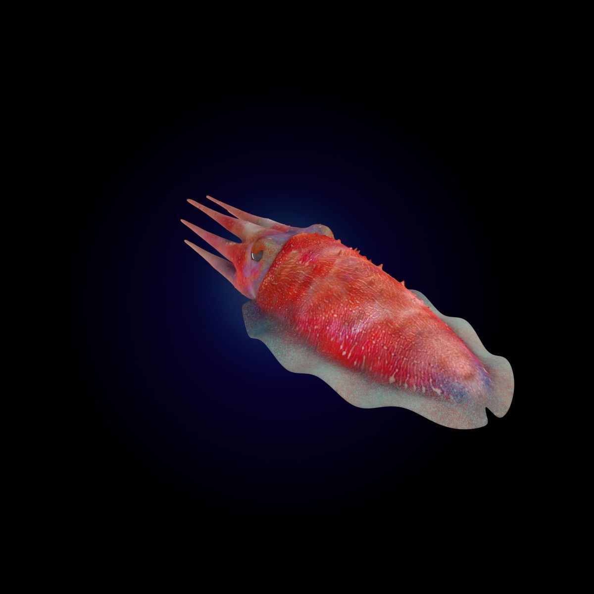 Cuttlefish Rigged Animated 3D model_6