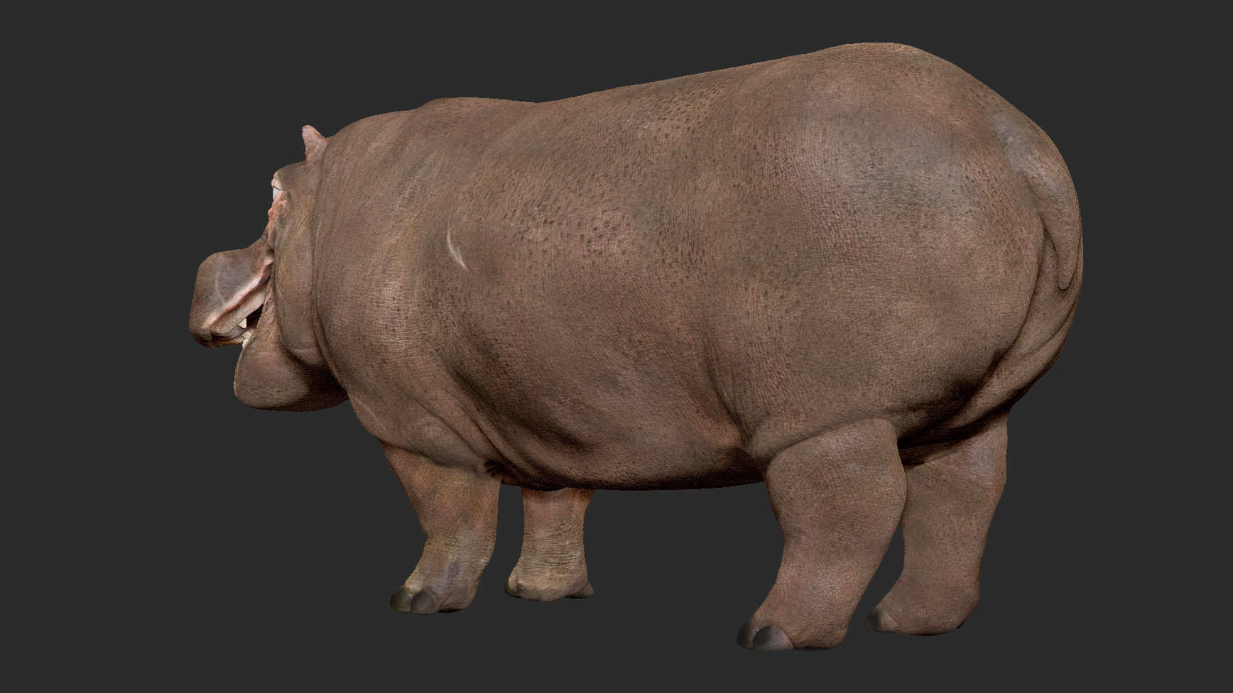 Hippopotamus - Sculpt 3D model_8