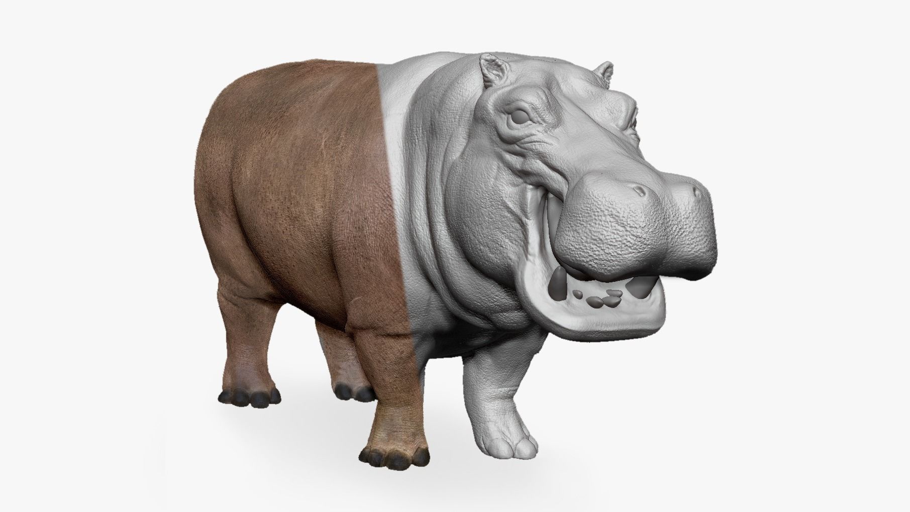 Hippopotamus - Sculpt 3D model_1