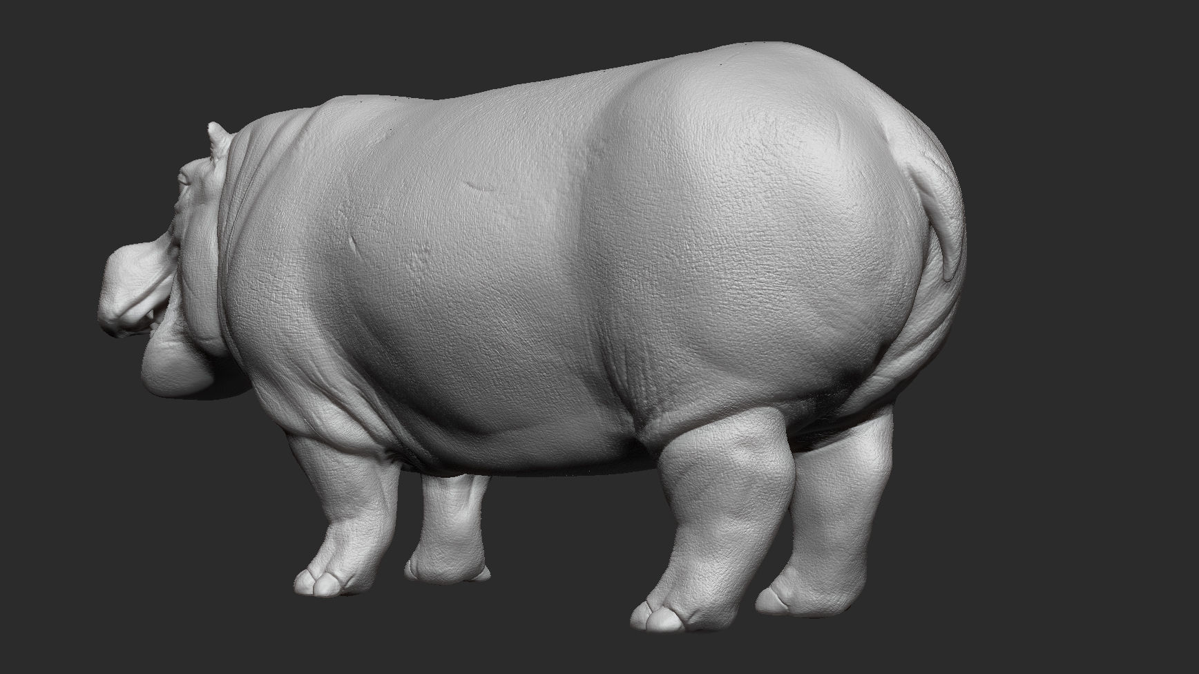 Hippopotamus - Sculpt 3D model_3