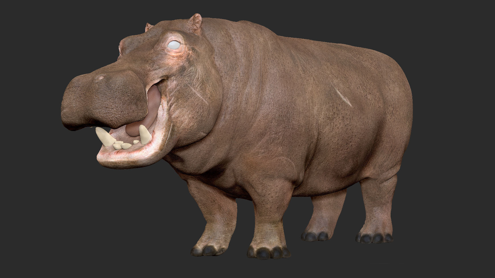 Hippopotamus - Sculpt 3D model_11
