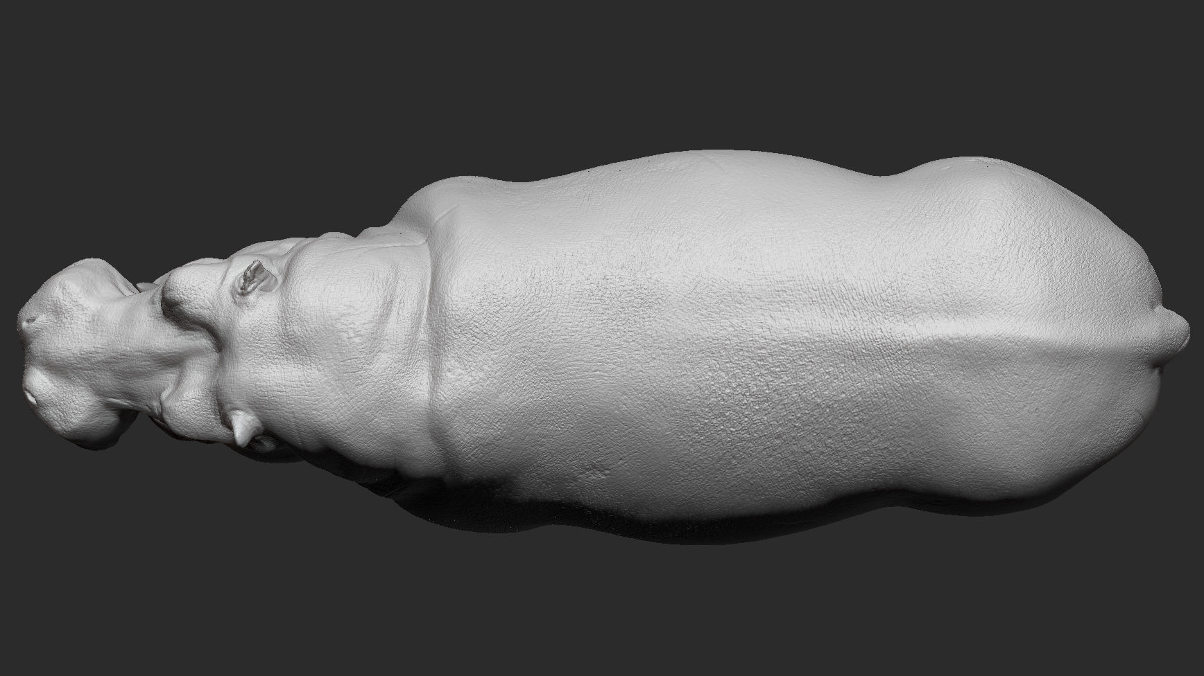 Hippopotamus - Sculpt 3D model_2