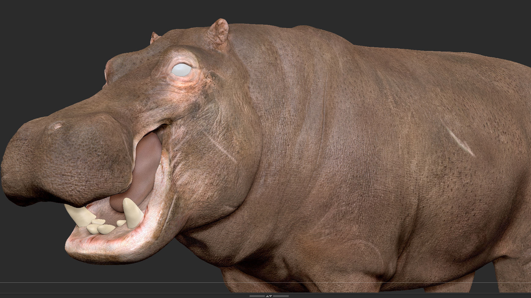 Hippopotamus - Sculpt 3D model_7