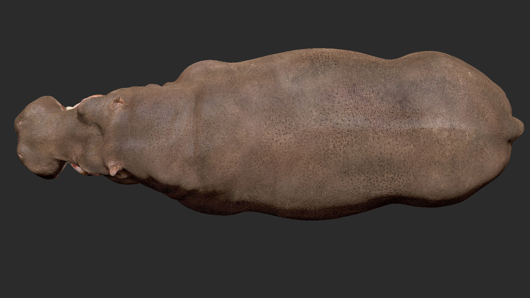 Hippopotamus - Sculpt 3D model_9