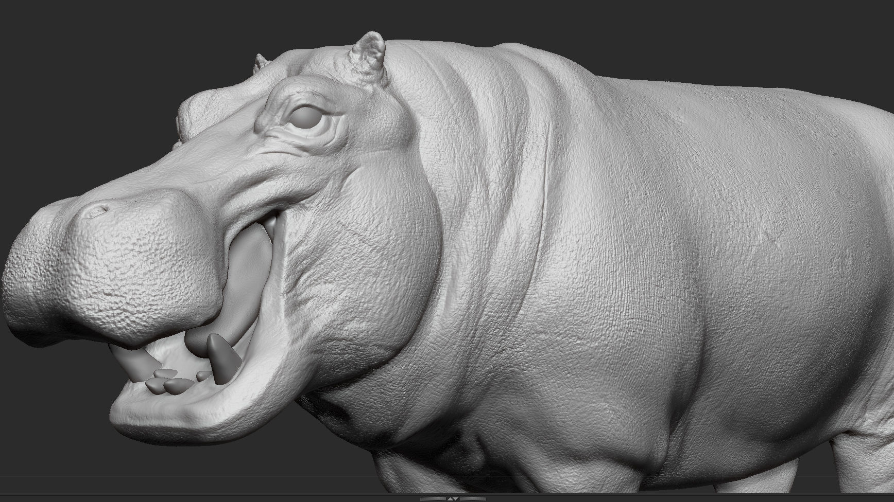 Hippopotamus - Sculpt 3D model_5