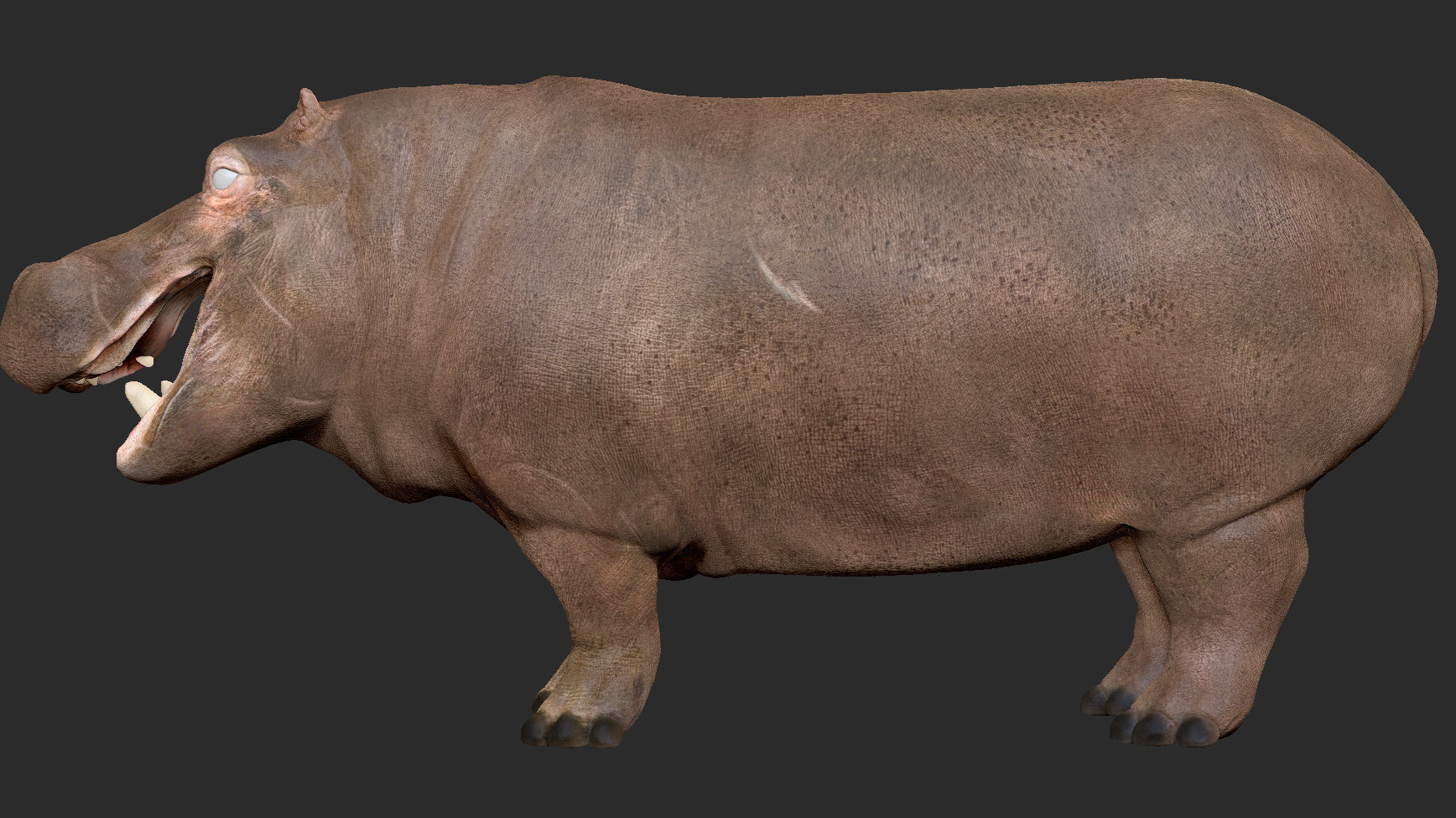 Hippopotamus - Sculpt 3D model_10