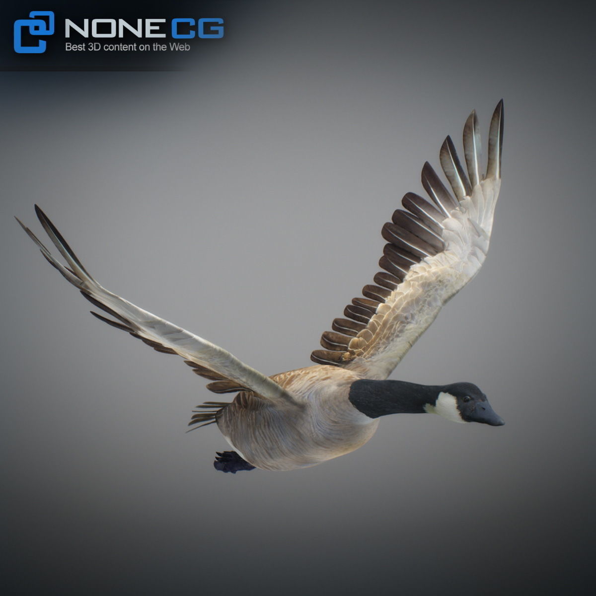 Animated Canada Goose 3D model_15