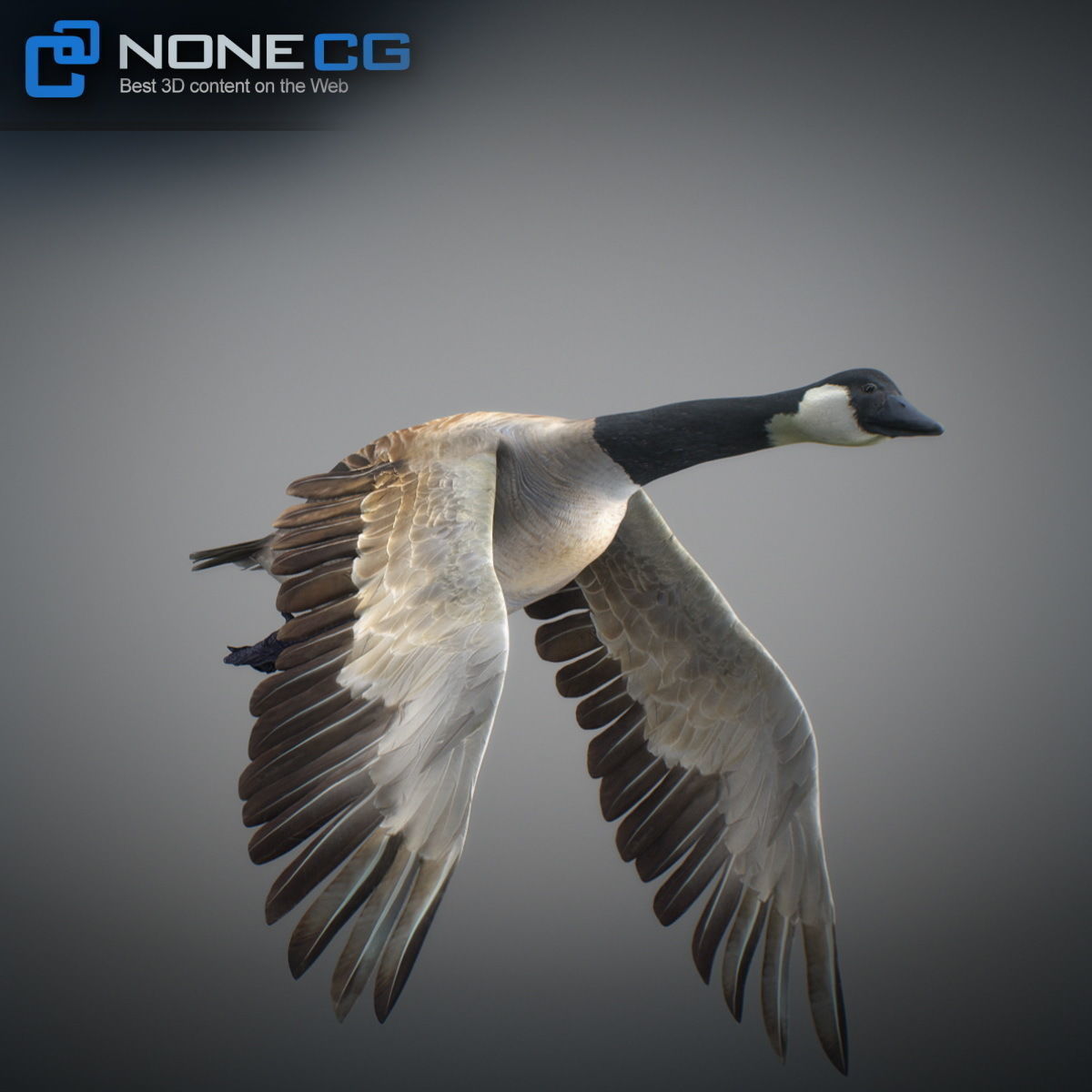 Animated Canada Goose 3D model_10