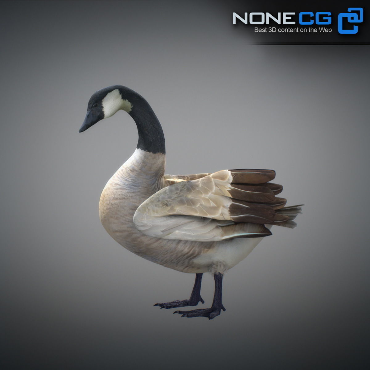 Animated Canada Goose 3D model_17