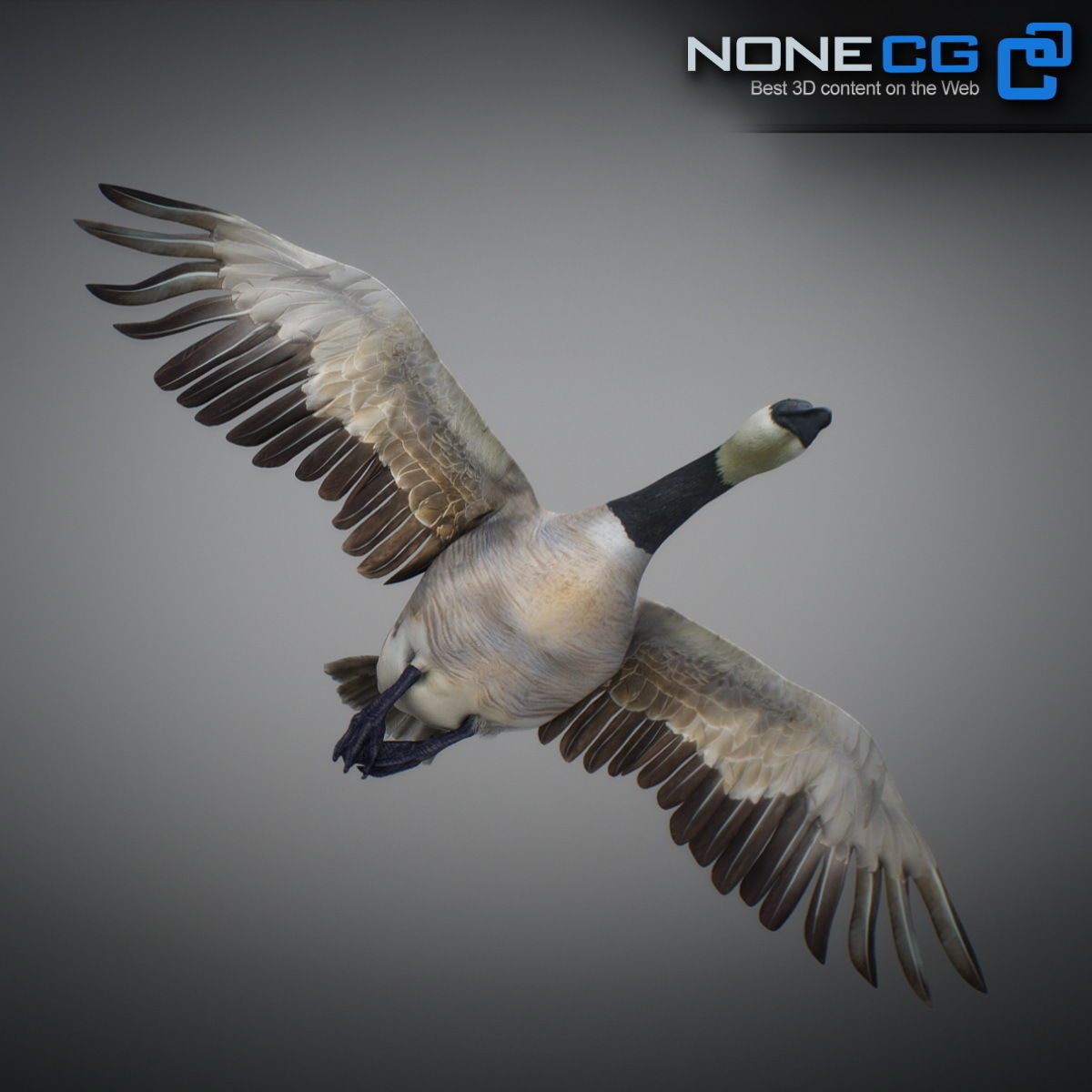 Animated Canada Goose 3D model_11