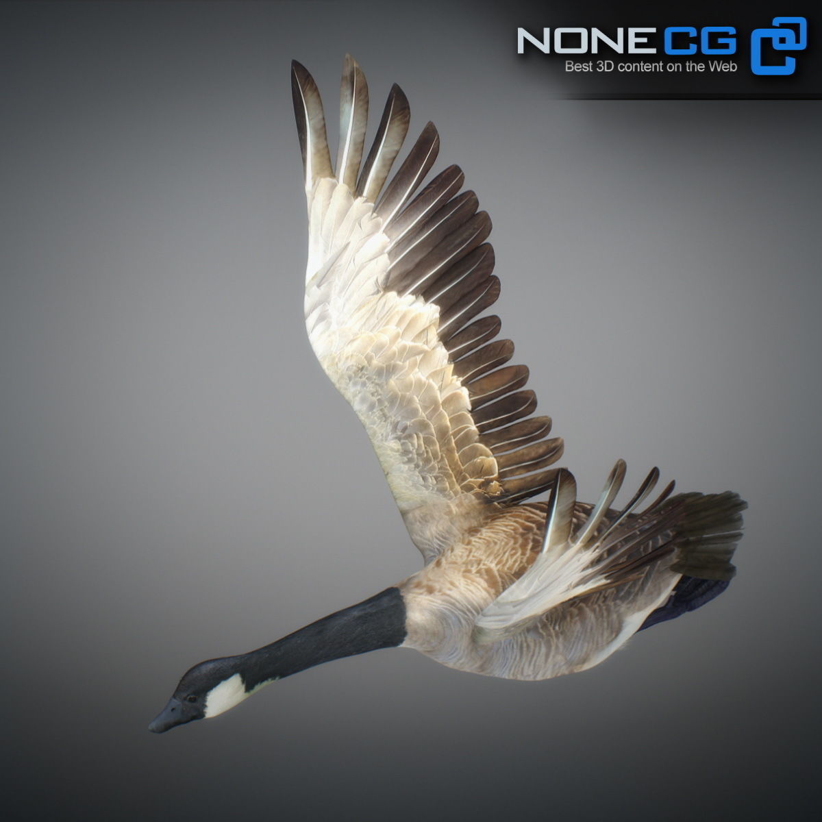 Animated Canada Goose 3D model_14