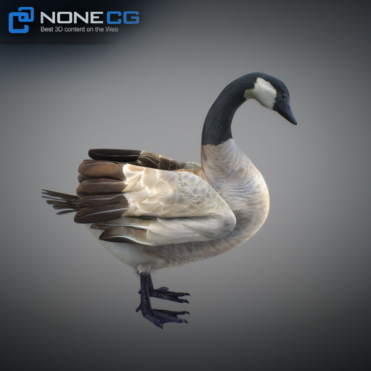 Animated Canada Goose 3D model_18