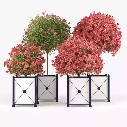 Seminole Pink Hibiscus