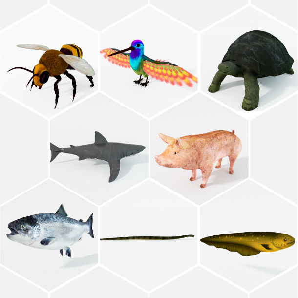 40 Models Animal Pack - Collection Low-poly 3D model_3