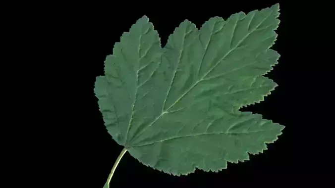 Bladderwort leaf Low-poly 3D model