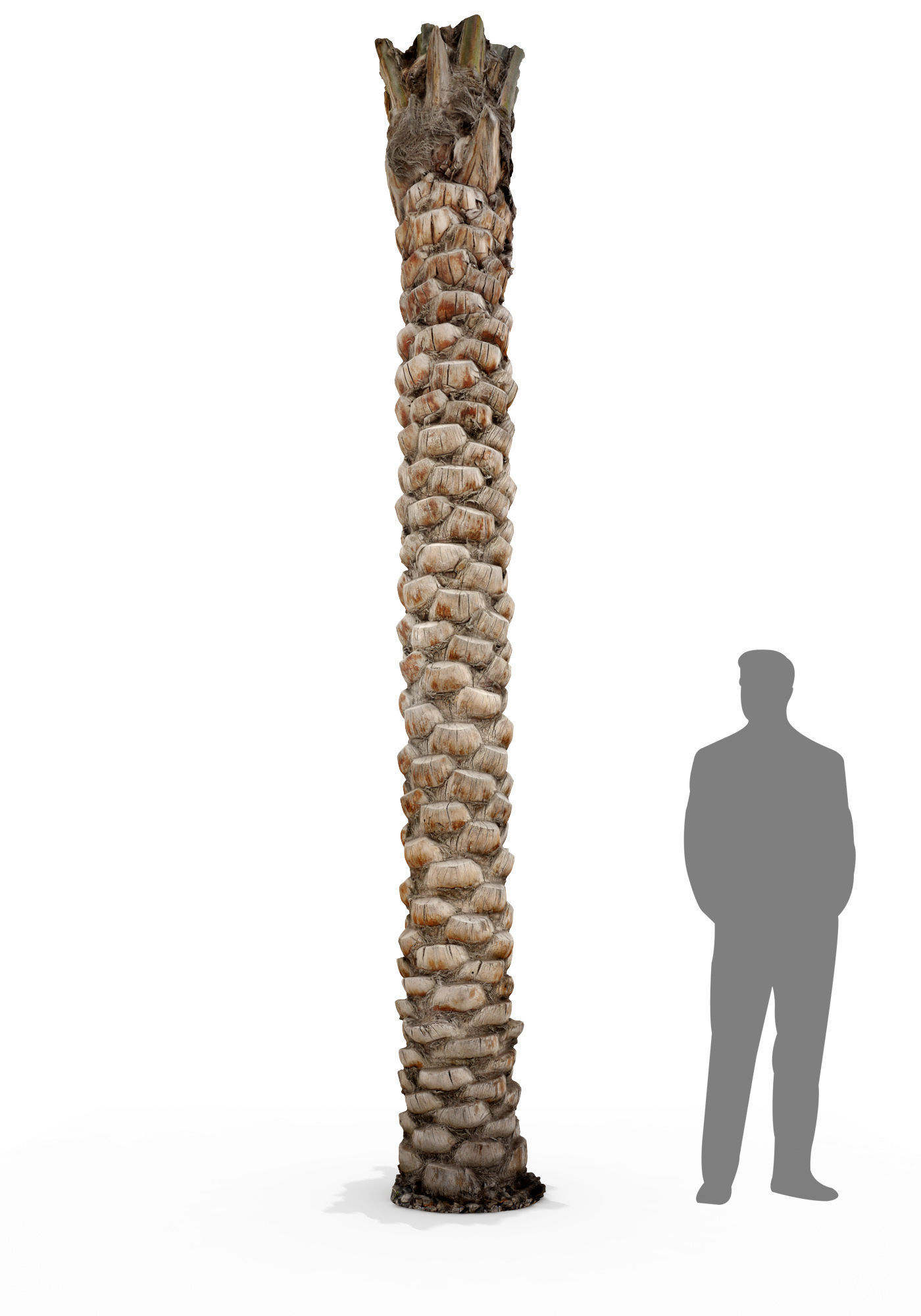 Date Palm Scan 3 8k Low-poly 3D model_1