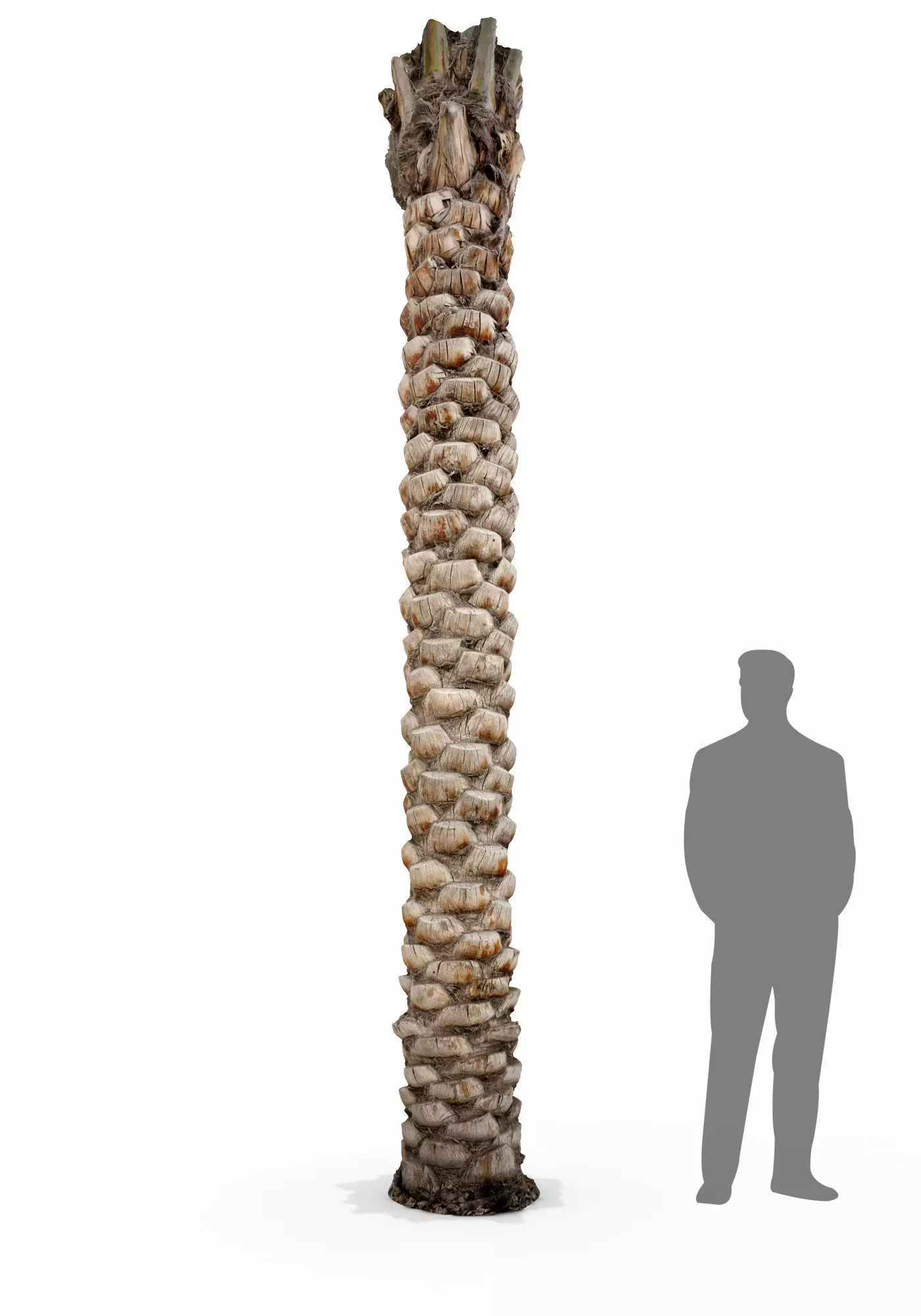 Date Palm Scan 3 8k Low-poly 3D model_0