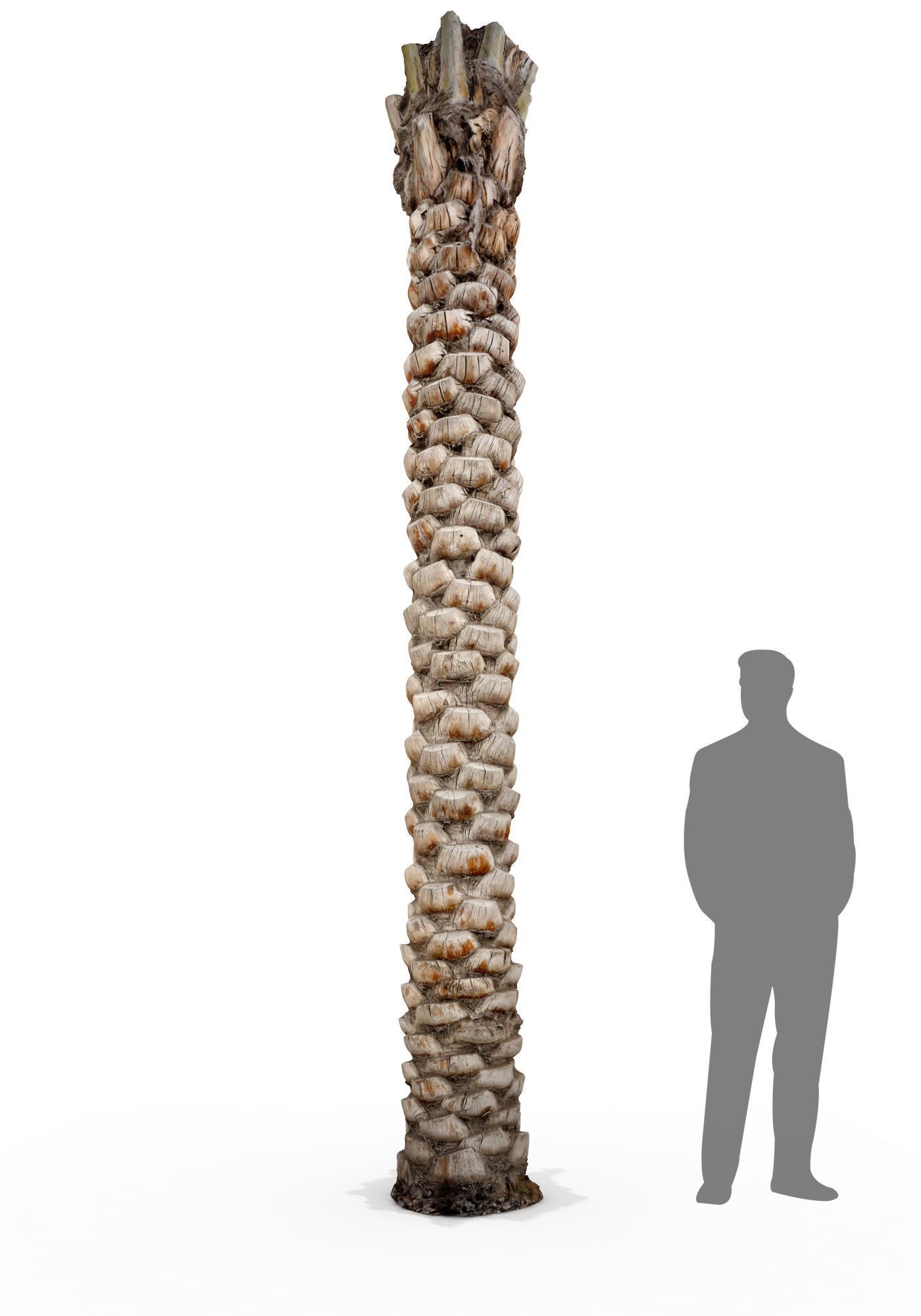 Date Palm Scan 3 8k Low-poly 3D model_5