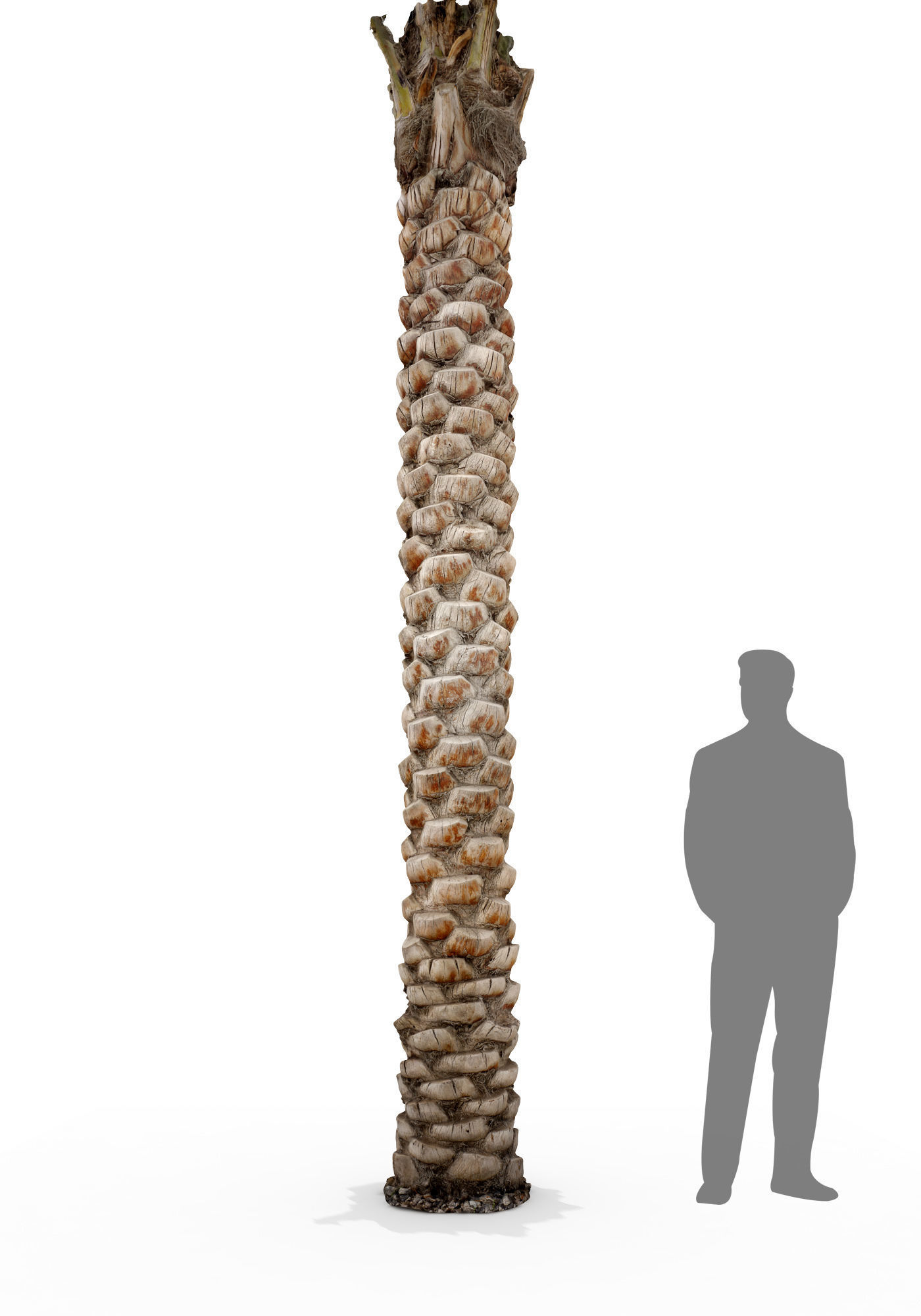 Date Palm Scan 3 8k Low-poly 3D model_4