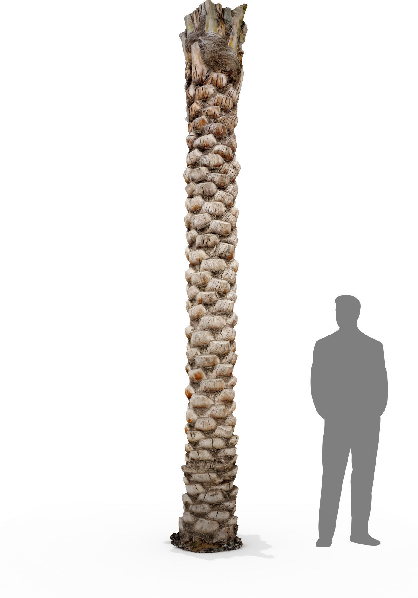 Date Palm Scan 3 8k Low-poly 3D model_2