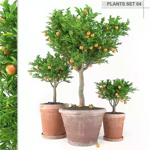 Plants Set 04