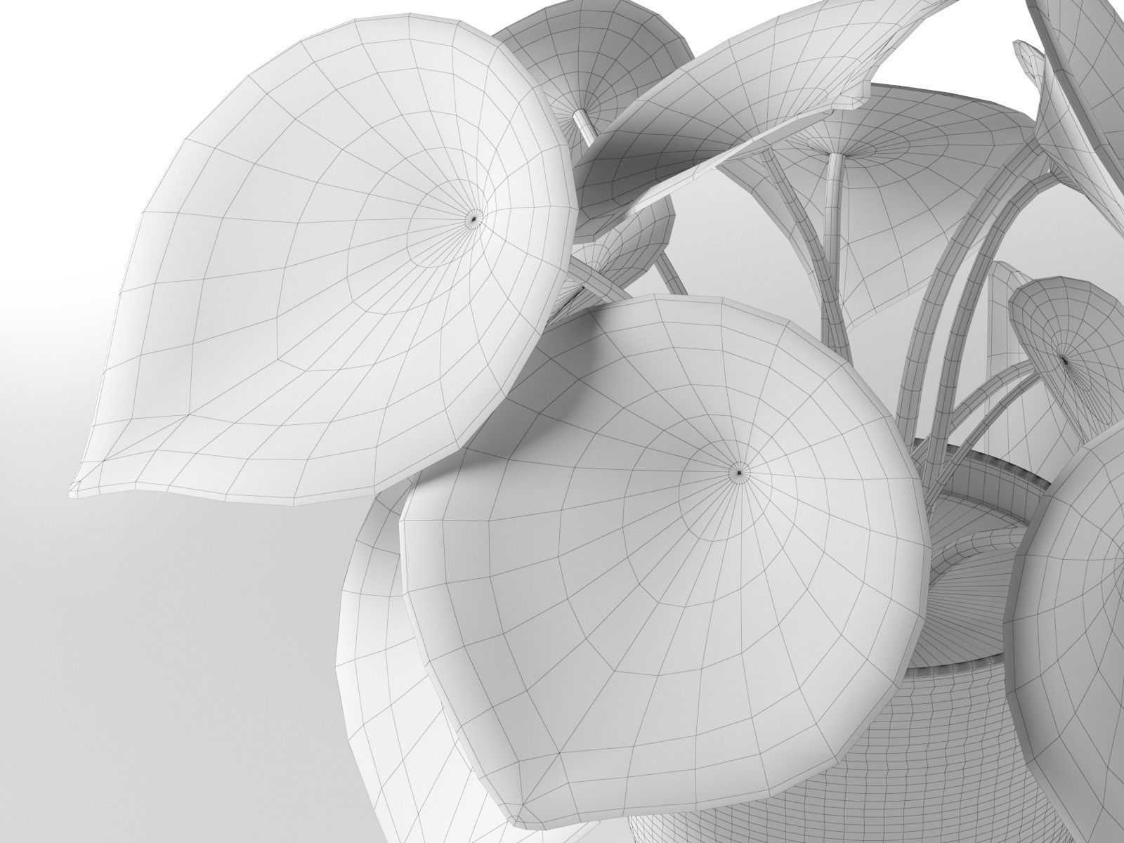 Peperomia Argyreia in Pot 3D model_4